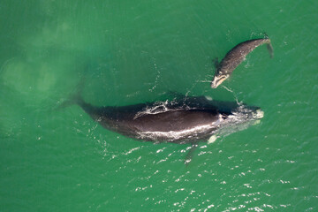 Overhead aerial view of a Southern Right Whale mom and her newborn calf off the coast of South Africa. 