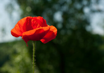 
red poppy on a green background