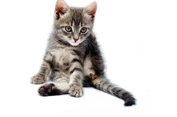 Little gray kitten on a white background. The cat is sitting and washing. The cat licks the fur between the paws. The kitten abandoned, raised his leg behind his head. Banner