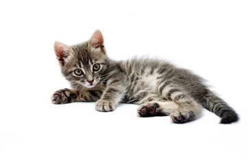 Little gray kitten on a white background. The cat is lying, sleeping top and side view. The kitten is sleeping, resting. Small kitten in macro