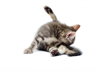 Little gray kitten on a white background. The cat is sitting and washing. The cat licks the fur...