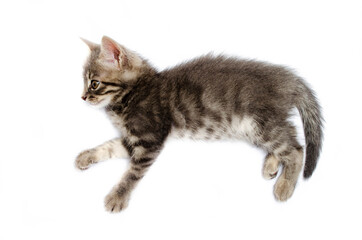 Little gray kitten on a white background. The cat is lying, sleeping top and side view. The kitten is sleeping, resting. Small kitten in macro