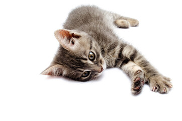 Little gray kitten on a white background. The cat lies with its head up. Cat in a hunting pose. Little kitty is preparing for an attack. Cat in the face close-up, face, hats