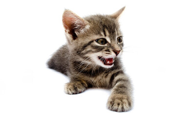 Little gray kitten on a white background. The cat lies with its head up. Cat in a hunting pose. Little kitty is preparing for an attack. Cat in the face close-up, face, hats