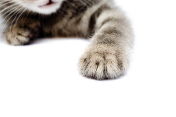 Little gray kitten on a white background. The cat is sleeping. Paws of a small gray kitten in a macro side and front view. Cat holds out a foot