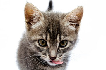 Little gray kitten on a white background. The cat eats food, canned food from a beige bowl. The kitten stuck out his tongue. Kitty shows tongue in macro.