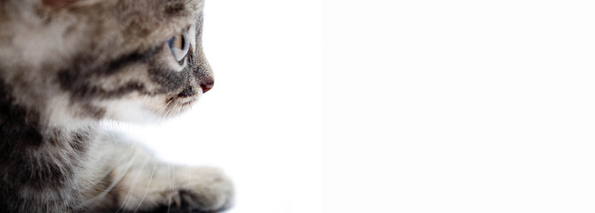 Little gray kitten on a white background. The cat is looking to the right side view in profile. Little kitty in side view close-up. Banner