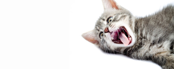 Little gray kitten on a white background. The cat lies on the right and yawns, opens its mouth, sleeps in macro. Little gray cat is resting