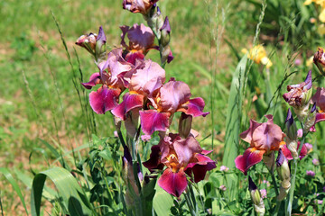 spring flowering of bright flowers in park