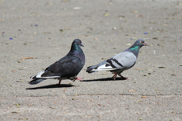 spring flirting and courtship of pigeons