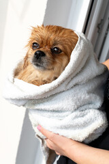 Happy little dog in the bathroom after a bath wrapped in a towel