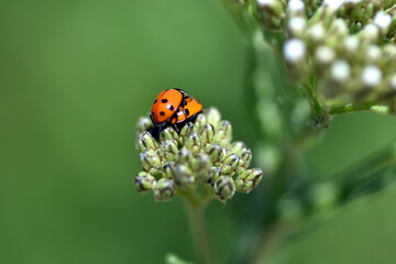 Marienkäfer bei der Paarung