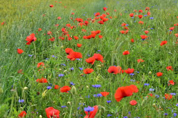 Maki i chabry wśród zielonego zboża na polu w pochmurny dzień.