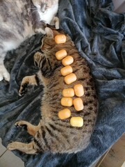 chercheur d'oeufs