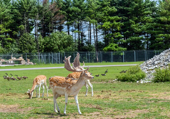 Persian Fallow deer or Dama Dama Mesopotamica Deer in Hamilton Safari, Ontario, Canada