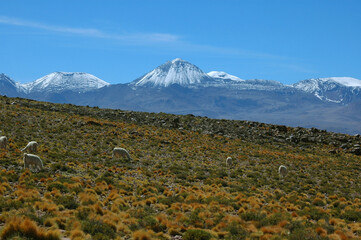 San Pedro De Atacama geiser Del Tatio Salar De Tara 