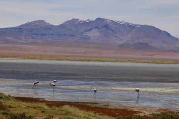 San Pedro De Atacama geiser Del Tatio Salar De Tara 