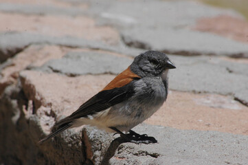 San Pedro De Atacama Flamencos en el Salar  De Atacama Vicuñas Vizcachas volcan Licancabur Salar De Tara