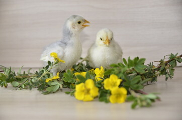 On the table are yellow flowers and two little cute fluffy chicks are sitting.