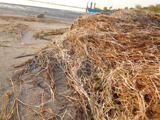 weed on beach. Dry weed looks like bales of hay stacked by water waves. Sea weeds on shore. River water reservoir has dry grass weed on sandy beach.