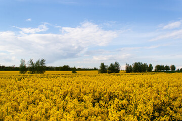 Obraz premium Beautiful field of yellow rape and green trees. Meadow with a forest Cultivation of agricultural crops. Spring sunny landscape with blue sky. Wallpaper of nature