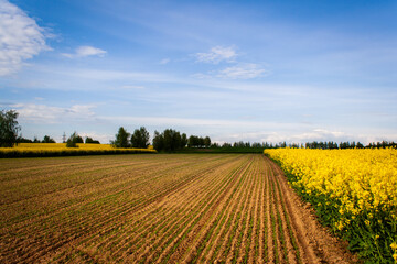 Fototapeta na wymiar Beautiful image of fields of yellow rape and green wheat Green meadow, forest. Cultivation of agricultural crops. Spring sunny landscape with blue sky. Wallpaper of nature