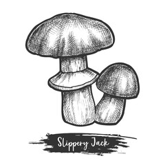 Sketch of bolete fungus or autumn mushroom