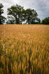 Campo di grano in collina