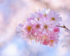 Soft and dreamy ponk spring blossoms