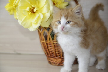 Near the basket with yellow roses there is a beautiful white-red fluffy cat with green eyes.