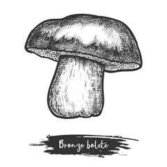 Cut mushroom vector illustration. Bronze bolete plant