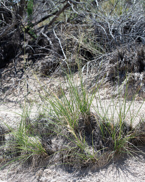 Alkali sacaton (Sporobolus airoides) is a perennial bunch grass species in the dropseed genus.
