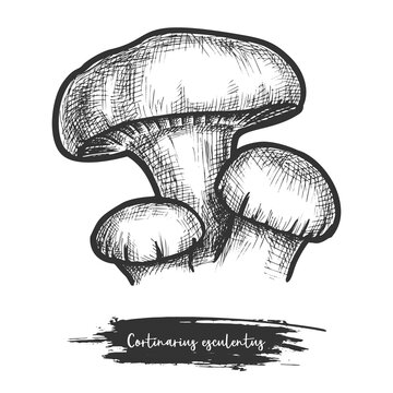 Vector sketch of forest mushroom. Cortinarius illustration