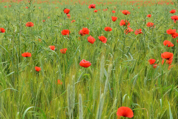 Maki i chabry wśród zielonego zboża na polu w pochmurny dzień.