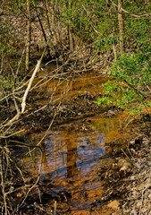 Creek overflow in spring