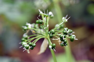 Grüne Samenkapseln an einem Bärlauch