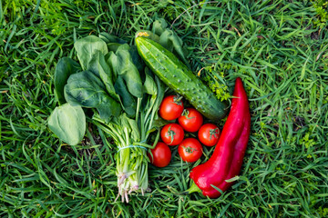 Close up of many fresh vegetables on green grass