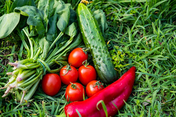 Close up of many fresh vegetables on green grass