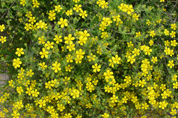 In nature grows potentilla