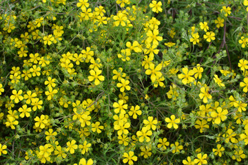 In nature grows potentilla