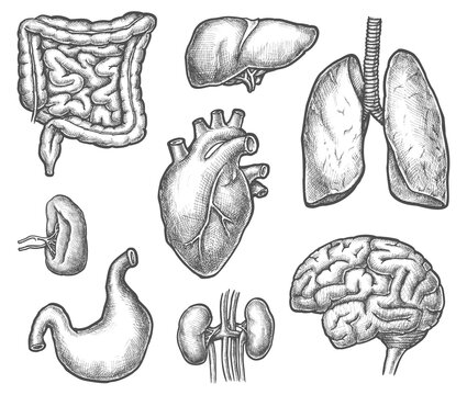 Set of isolated internal human organ sketch