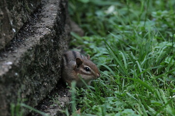 A Chipmunk Walking Across the Sides of Bricks