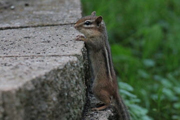 A Chipmunk Standing Against Bricks