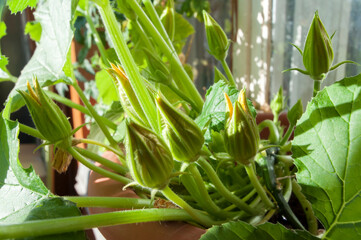 Buds of zucchini growing in a pot on the balcony