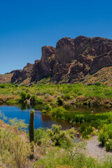 A Saguaro stands by the river