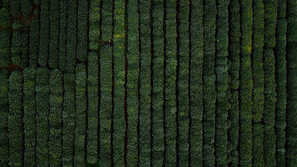 Aerial view of tea bushes next to each other in symmetrical lines at a Longjing green tea plantation in Hangzhou, China 
