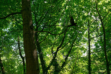 Black crow jump from a branch in the wood