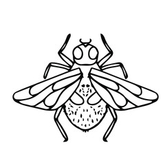 beautiful insects, fly vector illustration isolated on white background