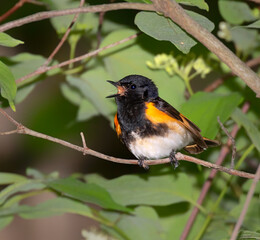 American redstart (Setophaga ruticilla) male singing, Iowa, USA