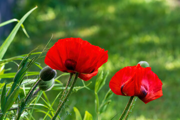 red poppy flower